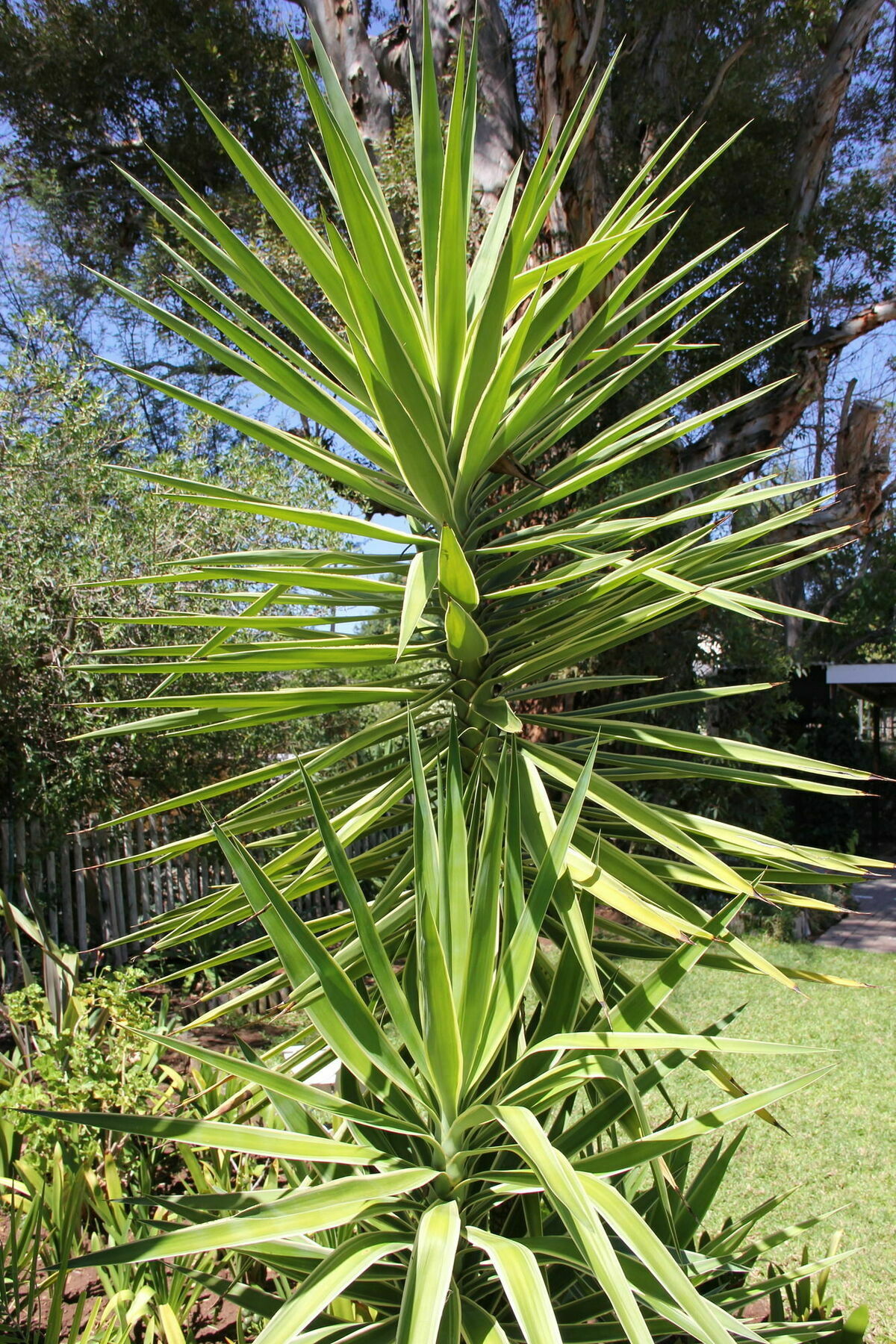 Gumtree Guest House Oudtshoorn Buitenkant foto